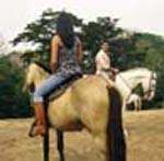 Horse & Tack